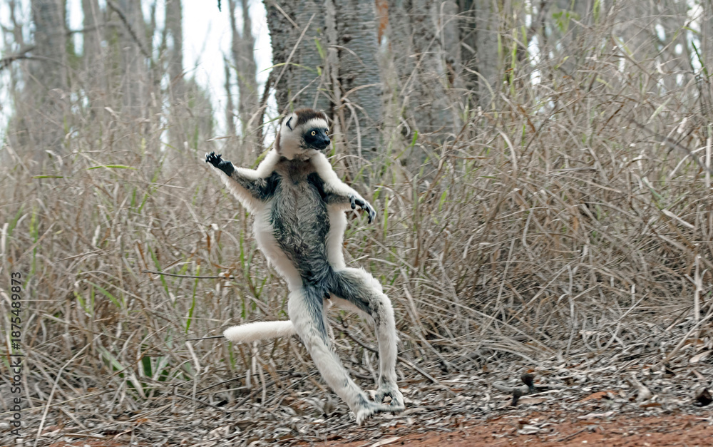 Fototapeta premium Verreaux's sifaka