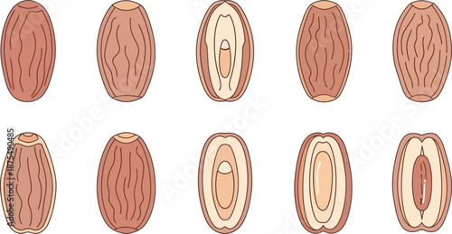 Illustration of Peanut Varieties Showing Different Structural Layers and Textures for Educational
