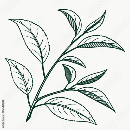 Fresh Green Tea Leaves Minimalist Vector Illustration