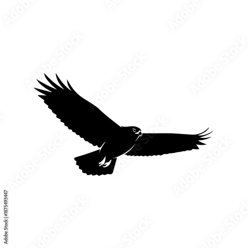 Soaring eagle in flight isolated on white background, Vector