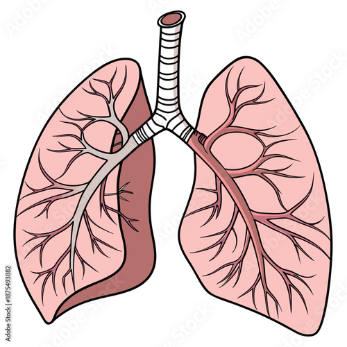 3D Human Lungs: Realistic Medical Illustration