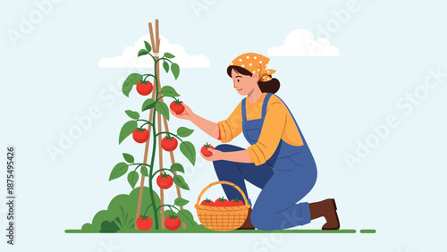 Diligent female gardener kneeling in a garden to harvest ripe red tomatoes from a tall plant and placing them into a wicker basket.