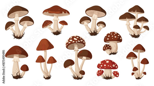 Comprehensive collection of various forest mushrooms including brown caps and classic red fly agaric species with spots on white background.