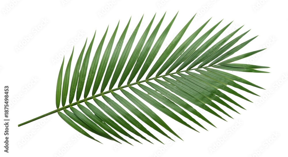 Obraz premium 白い背景に分離された緑のヤシの葉