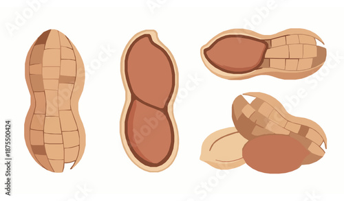 Roasted peanuts in shell vector icon collection with multiple views on white background