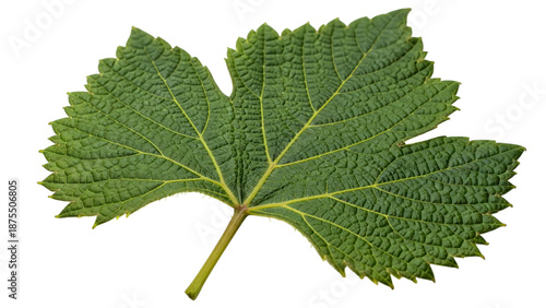 Green leaf with yellow veins on it underside and thin stem top.