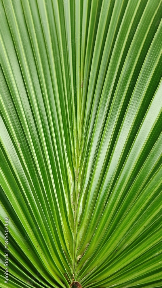 Obraz premium Ornamental palm leaves forming natural tropical pattern, showing green foliage texture and exotic botanical background suitable for design concept