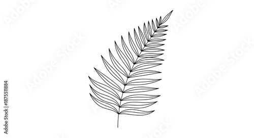 Detailed illustration of a single fern leaf