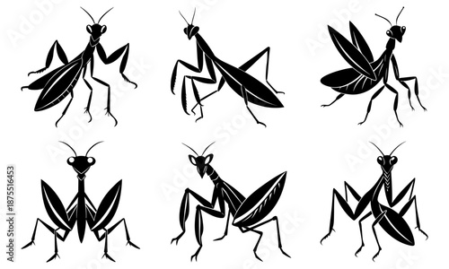 Six Black Mantis Insects Silhouettes on White Background