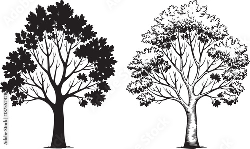Two distinct black vector silhouettes of deciduous trees showing lush foliage and detailed intricate branch patterns illustration