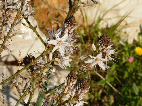 Asphodelus plant flowers in Attica, Greece