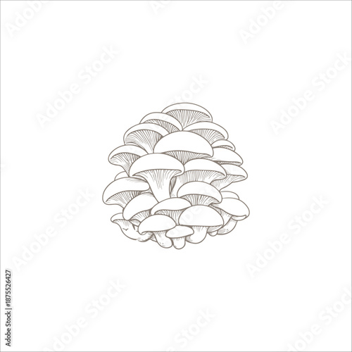 Oyster mushroom outline sketch artwork handmade illustration	