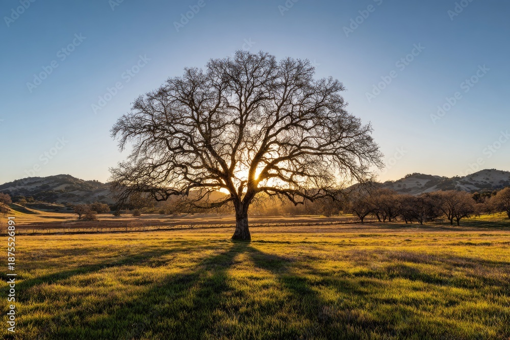 Fototapeta premium Silhouette of a lone, bare tree against the setting sun in a golden, open field