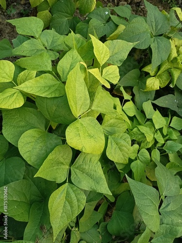 Dense Green Bean Plant Leaves in a Sustainable Home Garden