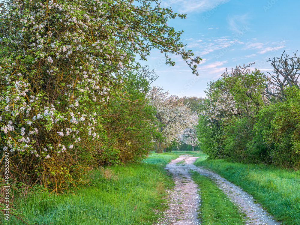 Fototapeta premium Footpath through orchard with apple and cherry trees in bloom during spring, petals covering the ground