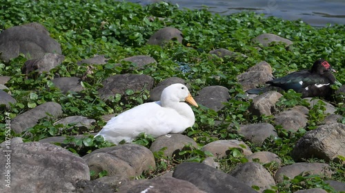 A white duck resting on the rocks.
