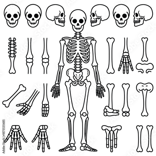 a complete human skeleton with various bones and skulls