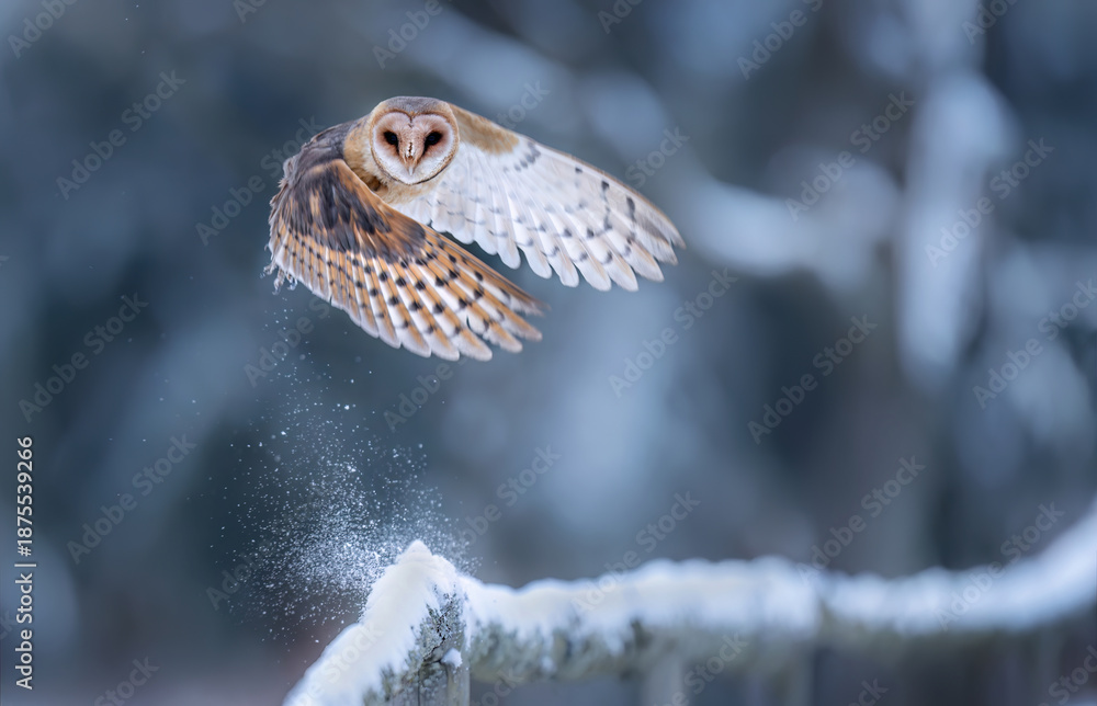 custom made wallpaper toronto digitalBarn owl ( Tyto alba ) close up