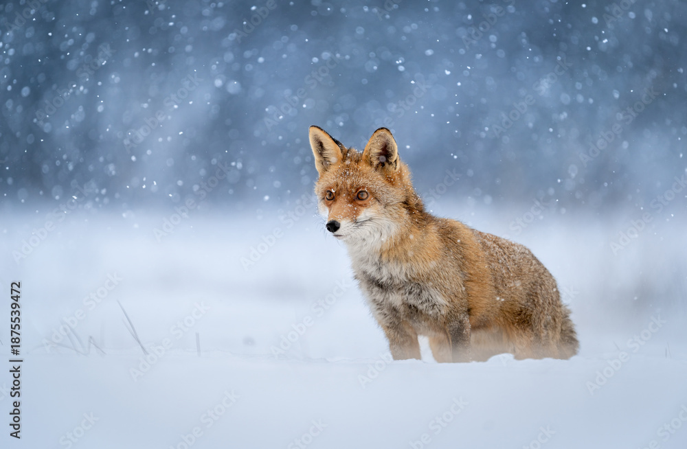 Obraz premium Red fox ( Vulpes vulpes ) in winter scenery