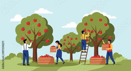 Group of farmers working in an apple orchard during harvest season, picking fresh red apples from trees and collecting them in crates.