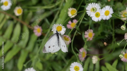 A cabbage white butterfly sips nectar from a flower.