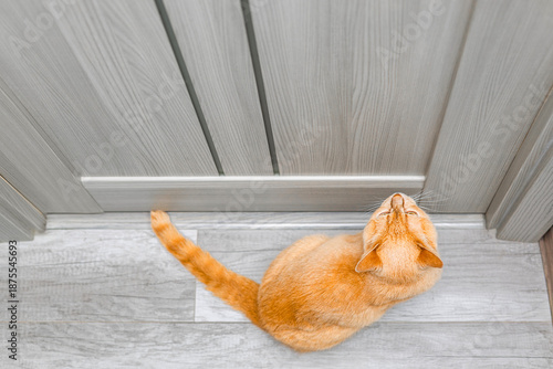 Foto The cat asks to open the door to the room