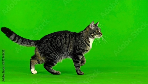 Brown tabby cat mid-stride, on bright green background. Sharp focus