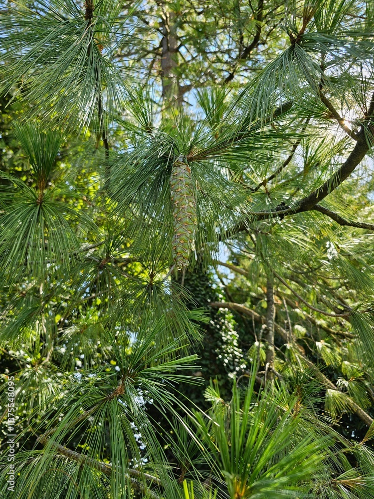 Obraz premium tree in the garden