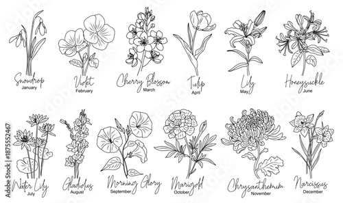 Black and white line art drawings of birth month flowers, clean stems and leaves, with flower names in script font. Vector illustrations isolated on transparent background