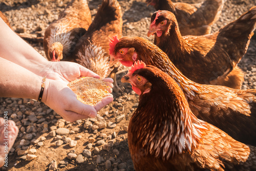 Farmer hands hold grain, feeding chickens flock.
