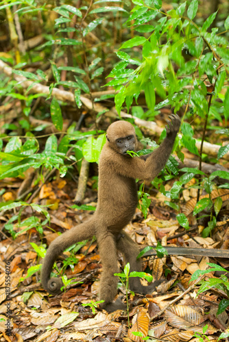 Portrait of a standing wild young Wooly Monkey feeding in the amazonian forest, Peru.