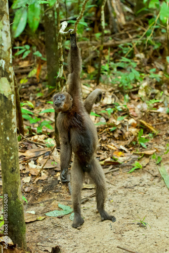 Portrait of a standing wild young Wooly Monkey in the amazonian forest, Peru.