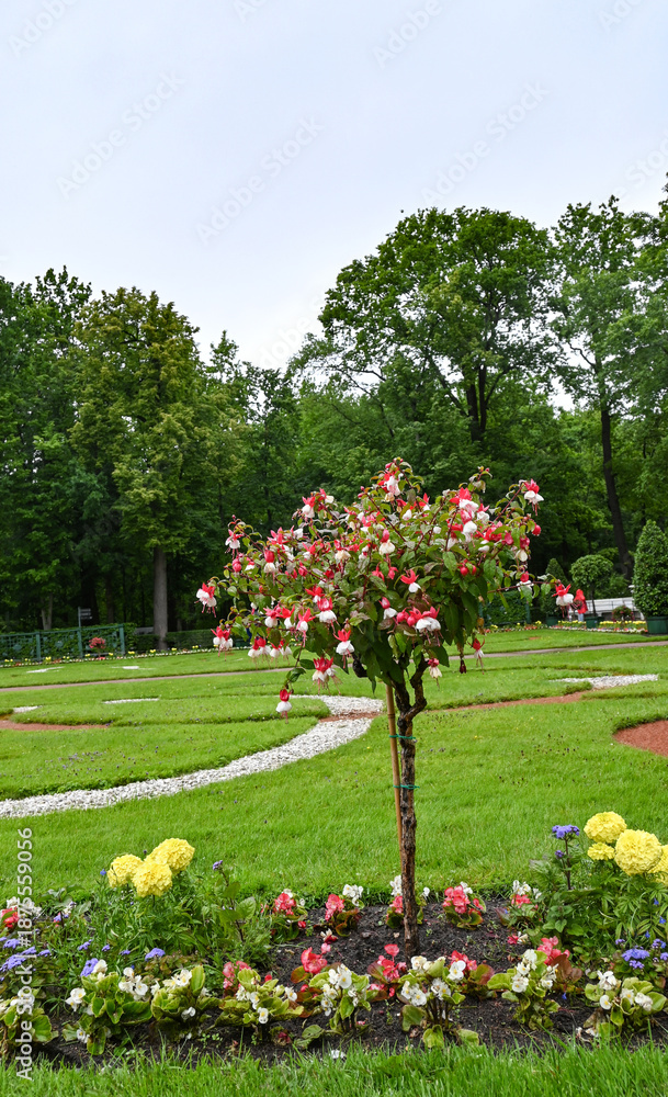 Obraz premium Wooden fence and flowers in the garden. Garden flower part