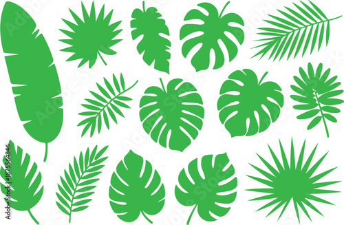Tropical Palm Leaf Collection  Cartoon Jungle Rainforest Foliage