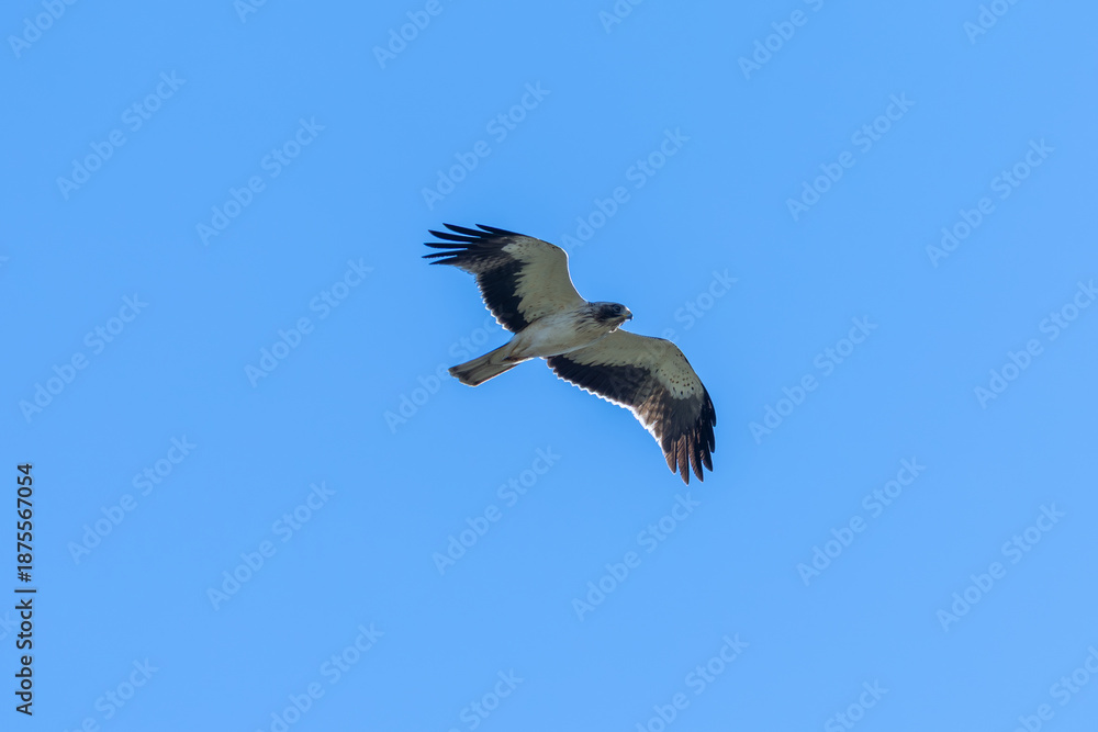 Obraz premium Booted eagle in the Marjal dels Moros wetland, Sagunto, Spain