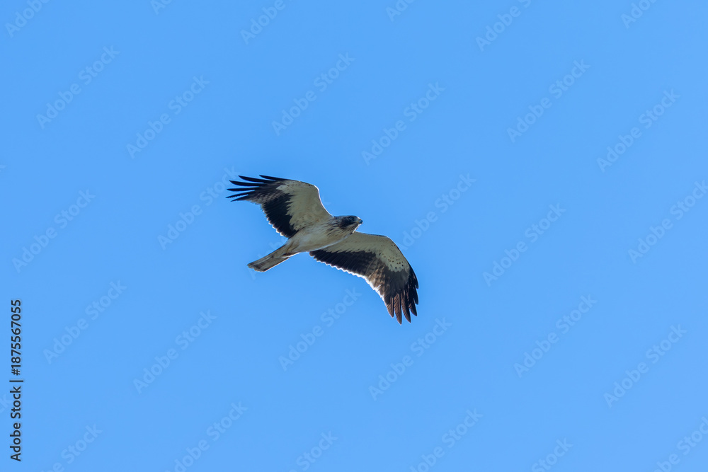 Obraz premium Booted eagle in the Marjal dels Moros wetland, Sagunto, Spain