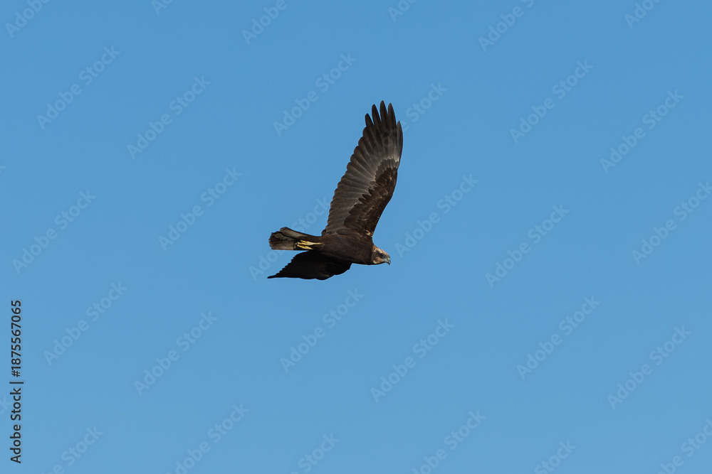 Obraz premium Western marsh harrier flying over the Marjal dels Moros wetland in Sagunto, Spain