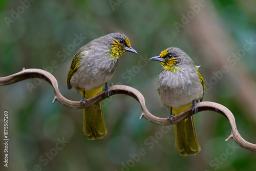 pair of beautiful birds perching on curry vine, stripe-throated bulbul, Pycnonotus finlaysoni