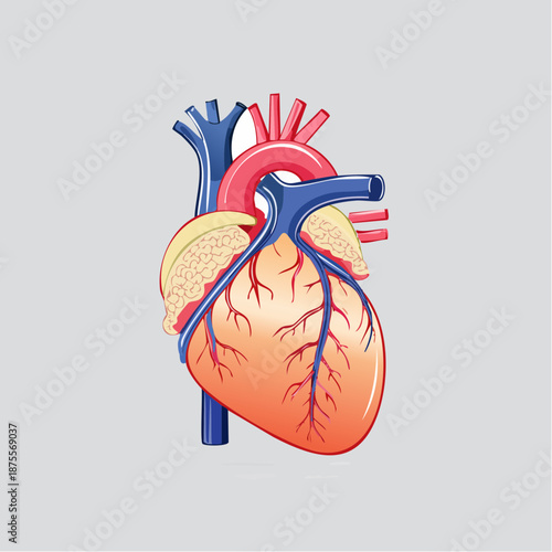 Detailed anatomical heart icon on a clean background. Perfect for healthcare mobile apps, patient education brochures, or heart health awareness campaigns.