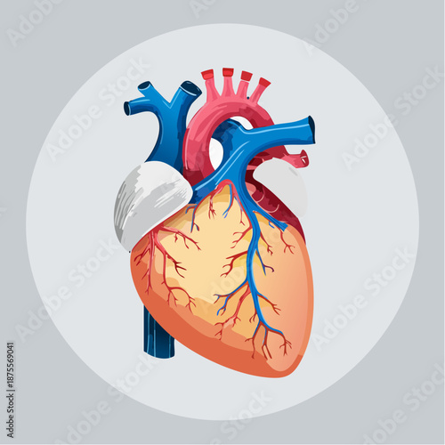 Professional rendering of the human heart showing superior vena cava and aorta. Great for biology presentations, clinic websites, or medical journal articles.