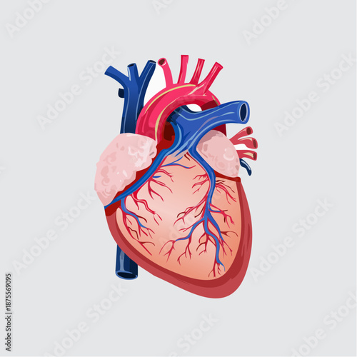 A clear and educational heart organ graphic. Suitable for insurance company flyers, hospital signage, or digital health monitoring platform assets.