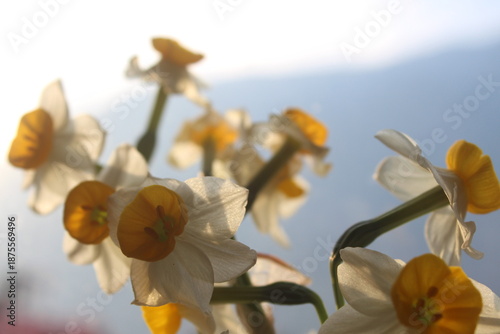 Elegant Daffodil Blooms with Soft Focus Background