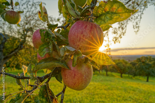 Foto auf der streuobstwiese