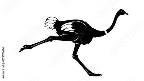 Ostrich Running with Wings Spread Wide Open.