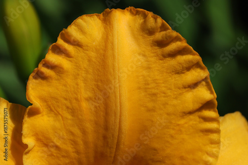 Yellow Flower Petal Closeup Macro Shot Highlighting Texture, Light, and Sunshine