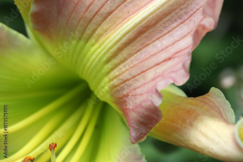 Close-Up Of Light Pink And Green Flower Petal With Yellow Stamen In Macro Shot