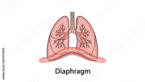 Human Lungs Anatomy Diagram with Diaphragm.