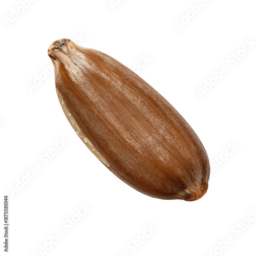 Closeup Light Brown Seed with Smooth Surface