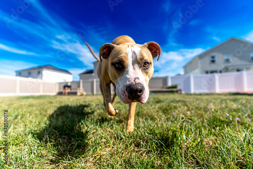 Vászonkép Red nose pitbull