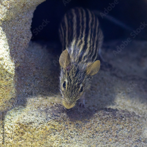 Eine Vielstreifengrasmaus kommt aus ihrem Mauseloch